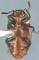 Mycotretus nigromanicatus - photo 2