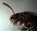Mycotrogus angustus - photo 3