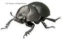 Mycotrupes cartwrighti