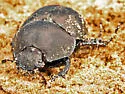 Mycotrupes cartwrighti - photo 2