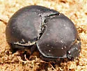 Mycotrupes cartwrighti - photo 3