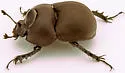 Mycotrupes cartwrighti - photo 4