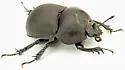 Mycotrupes cartwrighti - photo 5