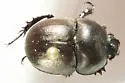 Mycotrupes gaigei
