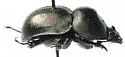 Mycotrupes gaigei - photo 2