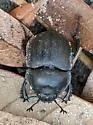 Mycotrupes gaigei - photo 3