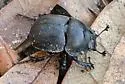 Mycotrupes gaigei - photo 4