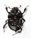 Mycotrupes gaigei - photo 5