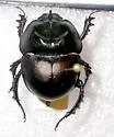 Mycotrupes lethroides