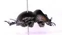 Mycotrupes lethroides - photo 2