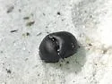 Sandhills Earth Boring Scarab Beetle - Mycotrupes retusus