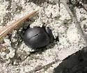 Sandhills Earth Boring Scarab Beetle - photo 2