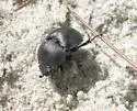 Sandhills Earth Boring Scarab Beetle - photo 3