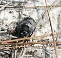 Sandhills Earth Boring Scarab Beetle - photo 4