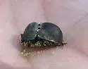 Sandhills Earth Boring Scarab Beetle - photo 5