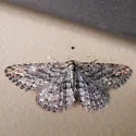 Mycterophora geometriformis - Hodges#8416