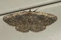 Mycterophora inexplicata - Hodges#8413 - Mycterophora inexplicata