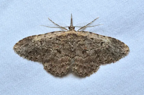 Long-palped Mycterophora - Hodges#8415