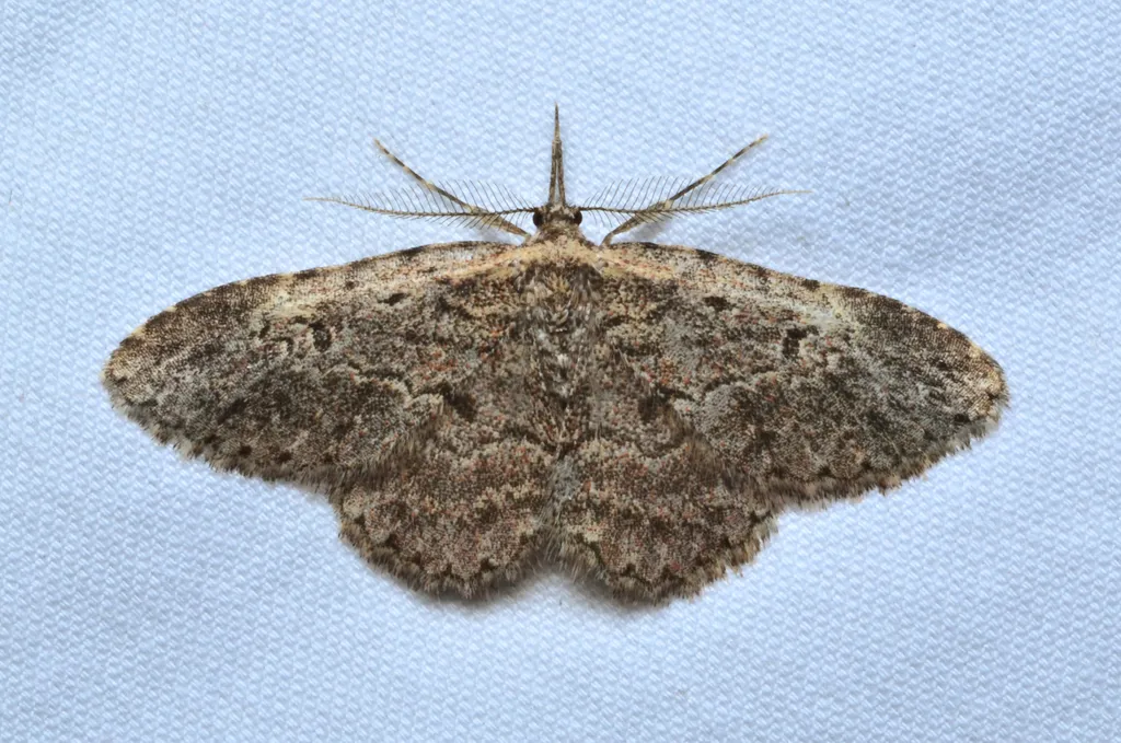 Long-palped Mycterophora - Hodges#8415 - photo 2