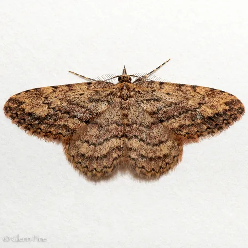 Mycterophora monticola - Hodges#8414