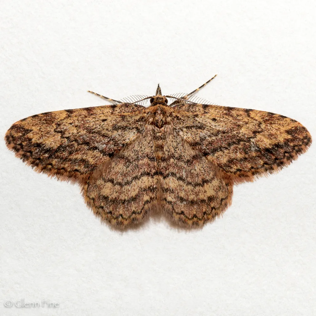 Mycterophora monticola - Hodges#8414 - photo 2