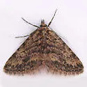 Mycterophora rubricans - Hodges#8417