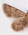 Mycterophora rubricans - Hodges#8417 - photo 2