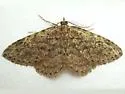 Mycterophora rubricans - Hodges#8417 - photo 3