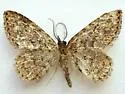 Mycterophora rubricans - Hodges#8417 - photo 4
