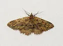 Mycterophora rubricans - Hodges#8417 - photo 5