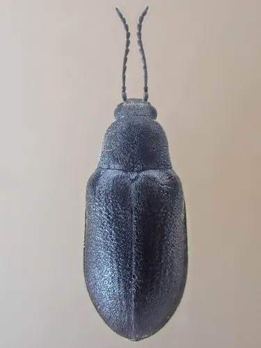 Mycterus concolor