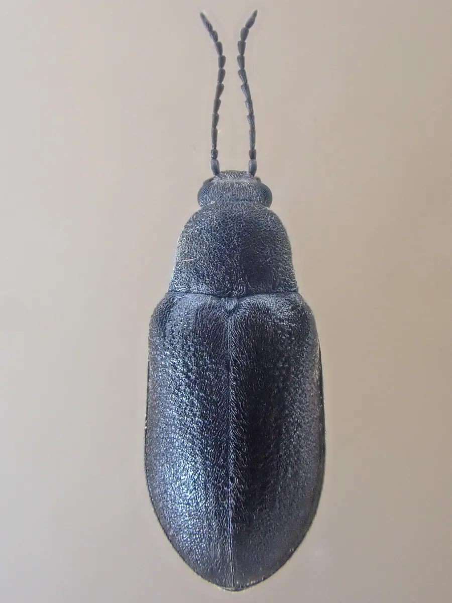 Mycterus concolor - photo 3