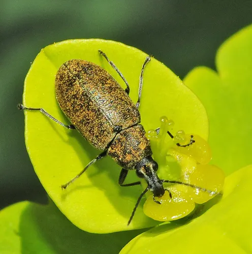 Mycterus curculioides