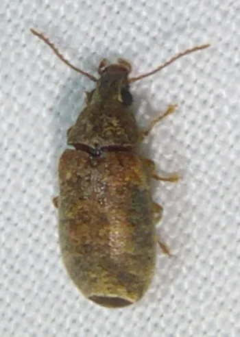 Mycterus maculosus - photo 2