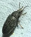 Mycterus marmoratus