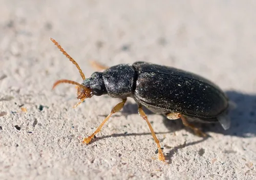 Mycterus quadricollis - photo 3