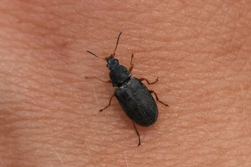 Mycterus scaber - Mycterus scaber