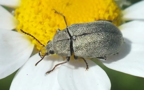 Mycterus tibialis