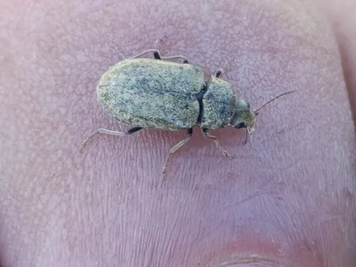 Mycterus umbellatarum