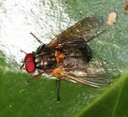 Mydaea corni - photo 3