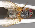 Mydaea flavicornis