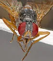 Mydaea flavicornis - photo 2