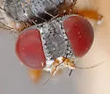 Mydaea flavicornis - photo 4