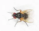 Mydaea furtiva