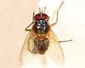 Mydaea impedita