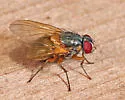Mydaea impedita - photo 2