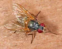 Mydaea impedita - photo 3