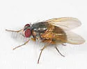 Mydaea impedita - photo 4