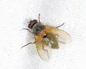 Mydaea impedita - photo 5