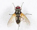 Mydaea neglecta